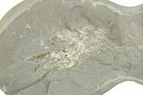 Fossil Capelin Fish (Mallotus) Nodule - Canada #242454-2